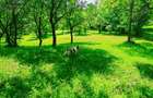 Teren intravilan Talea situat in mijlocul naturii ! - 6