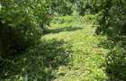 Teren Intravilan Comuna Frumusani Calarasi - 2