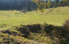 Teren extravilan la Poiana Horea - Belis - 16.000 mp - 5