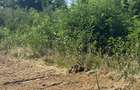 Teren intravilan de vânzare – Valea Avrigului | deschidere la șosea asfaltată - 2