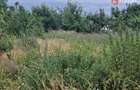 Teren intravilan de 1438 mp de vanzare, in Recas - 7