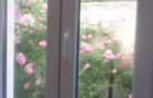 CASIN, AVERESCU, parter in VILA, LUX, nemobilat, utilat, curte mare, superb - 23