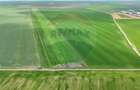 Teren extravilan Săcele ideal pentru silozuri, fermă sau investiție - 4