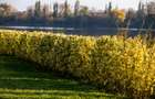 Apartament 2 camere - 63mp util + 40 mp gradina/terasa- Lebada Lake Residence - 15