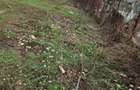 Teren intravilan Ploiesti-Zona Bariera Bucov - 5