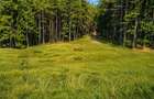 Incantator parc privat, 1.500mp: casa/ pensiune/ refugiu montan, Sacele, Brasov - 3