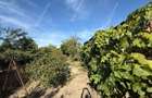 Casa cu 4 apartamente | Teren 762mp | Potential investitie | Freidorf - 6