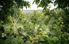 Domeniu de aproape 8.000 mp în inima Transilvaniei | Delenii, Județul Mureș - 8