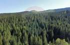Teren 12,127mp Frasin / Drumul Forestier Valea Seacă - 7
