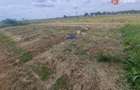 Teren intravilan de 743 mp in Mosnita Veche - 1
