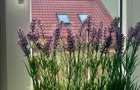 Apartament Art Deco unic, renovat-Stirbei Voda-Comision 0% - 8