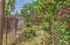 CASĂ INDIVIDUALĂ PÂRNEAVA TEREN GENEROS 846 MP - 6