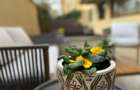 HERASTRAU LE CLUB DE INCHIRIAT APARTAMENT 3 CAMERE LUX LOC PARCARE - 22