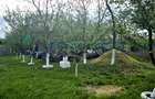 Proprietate cu teren, 5300 mp, Alparea, Bihor - 7