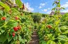 Poveste saseasca la umbra vitei de vie,cu crama,gradina flori,Central,Codlea