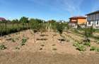 Teren de vânzare în Cernele – 1000 mp, parcelabil, ideal pentru construcție - 1