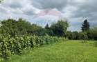 Domeniu rural, gospodarie/multifunctionala cu casa, livada, vie - 54