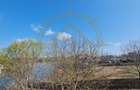 DOM00432 - Teren de vanzare la lac Snagov - 3