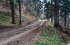 Teren forestier, Alexandru cel Bun (Jud. Neamt) Vadurele 2500 mp , Cod 160694 - 4