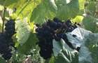 18,57 Hectare lot compact - Plantatie vita de vie pe rod, soi Pinot Noir - 5