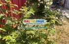 VILA DE VANZARE CHITILA | CURTE PROPRIE 236MP - 2