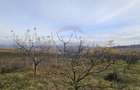 Teren extravilan 10,791mp Falticeni / Strada DJ209A, Opriseni - 8
