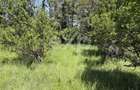 Teren 2.200 mp lângă pădure, la 11 km de Pitești – ideal pentru casă și relaxare - 9