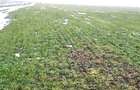Teren agricol 100 ha| Comasat 100%| Categoria A1 - 2