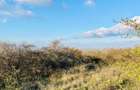 RASOVA Cochirleni Teren extravilan 38 Hectare comasat 100% - 4