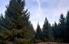 Vanzare 5,3 ha păsune deasupra Voronețului Suceava - Proiect Turistic - 6