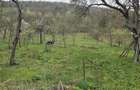 RECO Casa in Sustiu - 26