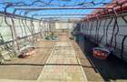 Casa P 5 camere, 140 mp, 1.045 mp curte, 47 m deschidere, zona Bradesti - 5