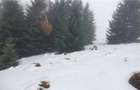 Teren 5.000 mp in Păltiniș Zona Vălari (Priveliște Panoramic - 6