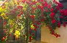 LAZU vila P+M, deosebita, ideala familie, 4 camere, facilitati multiple - 1