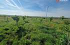 Teren extravilan de 3500 mp de vanzare in Remetea Mare - 8