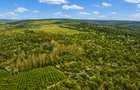 Teren 20 ha vestul Romaniei – ideal plantație aluni / livadă - 3