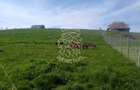Teren 2500 mp-ideal agricultura/cabane/sera-panorama-Monariu - 5