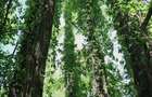 Giurgiu,Izvoru Vânatorii Mici,Domeniu privat de 6,3 H cu Lac, Izvoare și Insulă - 4