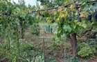 Vând casă cu teren mare în cartierul Mărăști - 10