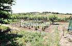 Teren intravilan 1.300 mp.zona Belvedere Targu Mures - 2