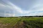Teren parțial intravilan 23.500 mp, apă, curent și supraveghere video, Bucovăț - 6
