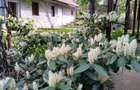 Casa de vanzare in Cuvin com. Ghioroc jud Arad - 14