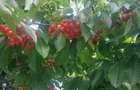 Snagov- Gruiu- Santul Floresti -Proprietate cu stil pentru oameni gospodari! - 49