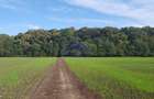 Vanzare teren 24.000 mp, la padure, Dascalu - Runcu
