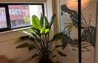 | De inchiriat | 2camere | Floreasca - 11