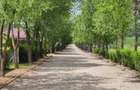 Loturi constructie intre 80-95 Euro/mp - Afumati, Strada Padurii - 3