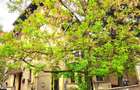 Apartament 3 camere in vila, plus garsoniera demisol si curte langa Parcul Heras - 4