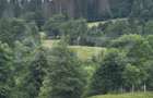 Teren intravilan de vânzare, 6500mp + o casă bătrânească, în Voroneț - 12
