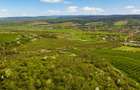 Teren 20 ha vestul Romaniei – ideal plantație aluni / livadă - 2