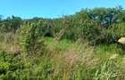 Teren de vanzare Valea Lungă - Holboca - 3